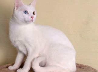 Chat Anatoli